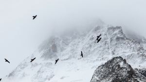 cropped-cropped-birds-on-a-mountain-1400x400.png